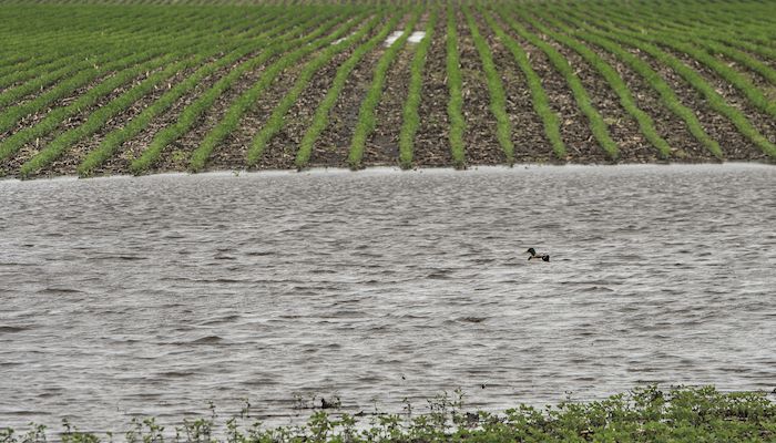 Wet weather likely hasn’t drowned soybean cyst nematode