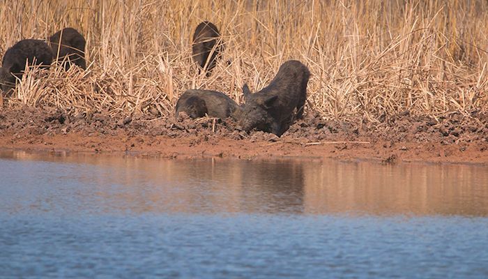 USDA announces feral swine eradication program
