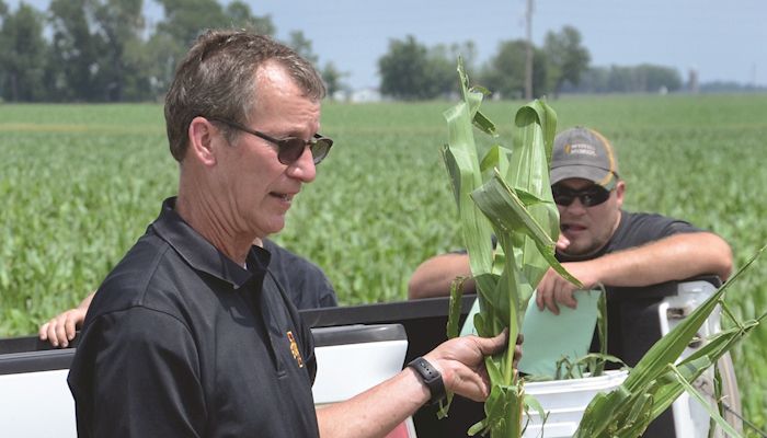 Farmers face tough decisions after hail hammers fields