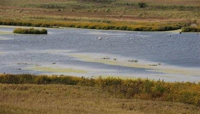 Wetland gains