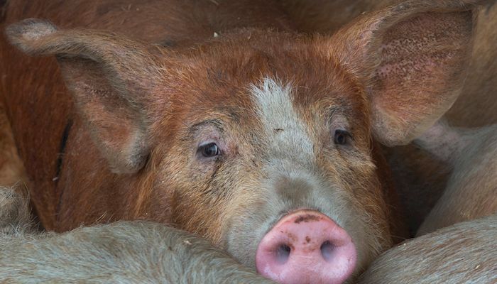 IDALS and the Iowa State Fair implement rules for swine biosecurity to guard against disease