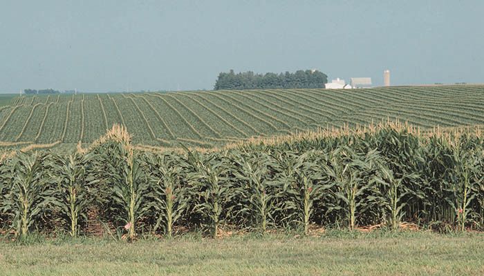 Iowa Corn & Soybean Basis - August 7,, 2019