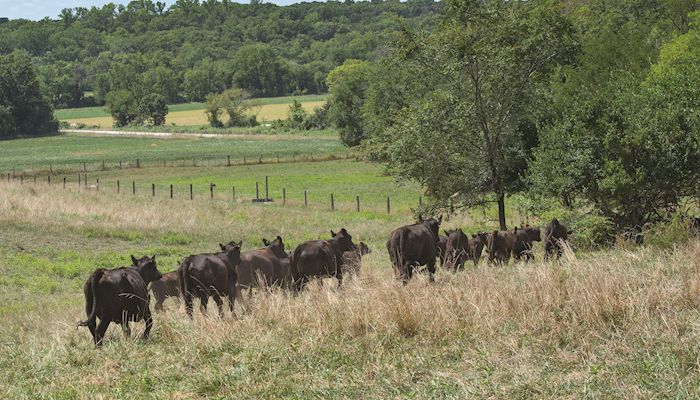 Livestock Markets - August 7, 2019