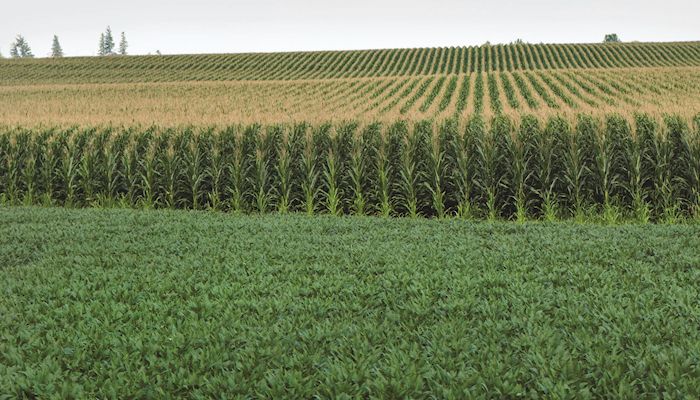 Iowa Corn & Soybean Basis - August 14, 2019