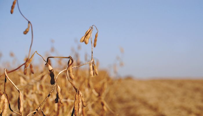 Soybean Strategy - August 28, 2019