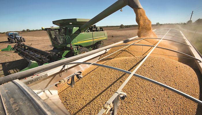 Chinese soybean buying slows