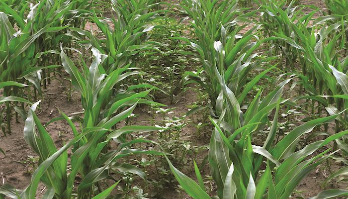 Looking ahead to soybean weed control in 2020