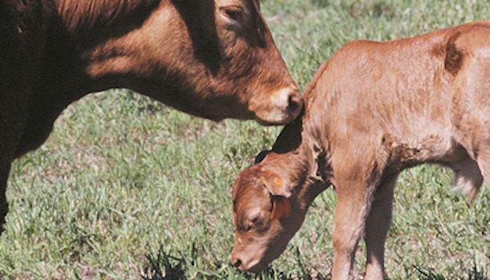 Looking at cow-calf management systems