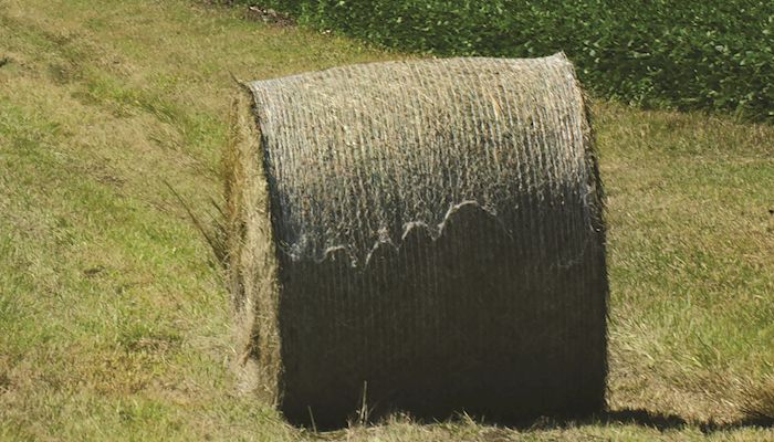 Hay supply and prices highly variable