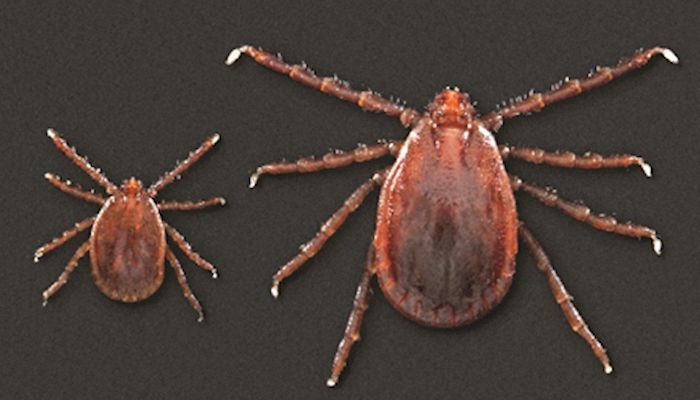 Do Asian longhorned ticks pose a threat?