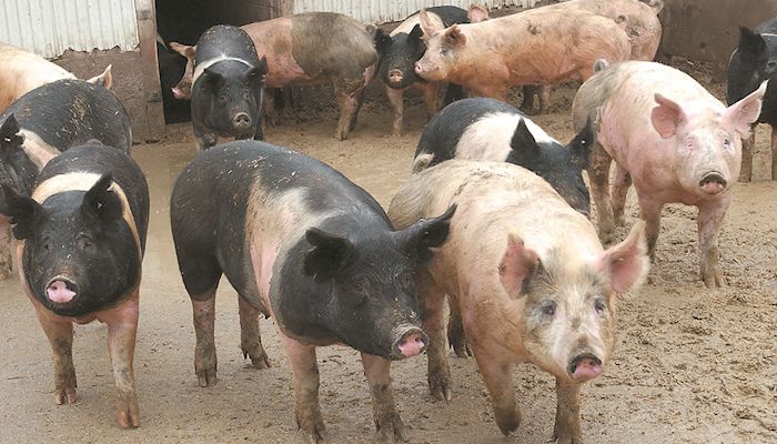 Pork exports volatile