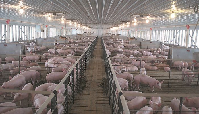 Solving seasonal infertility in swine