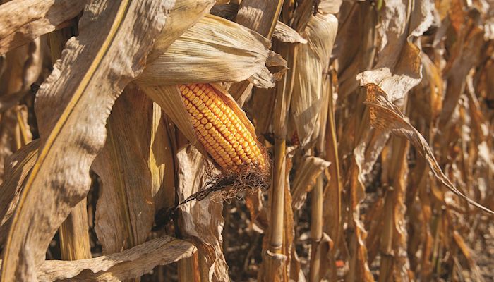 Environmental influences on corn maturity and drydown