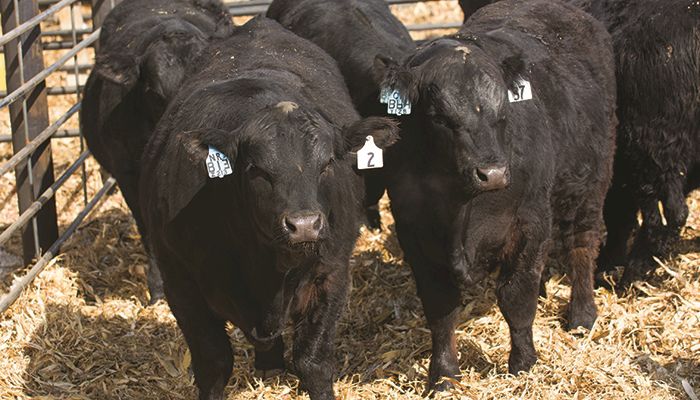 Livestock Markets - Oct. 23, 2019