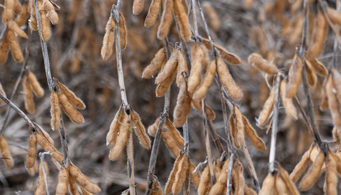 Harvest ramps up