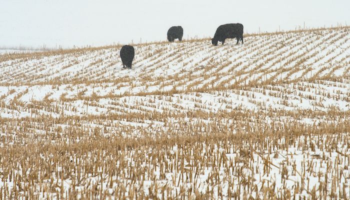 Weather continues to impact markets