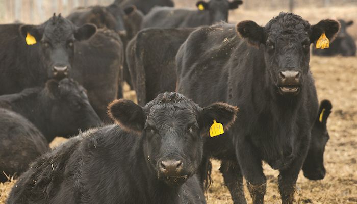 USDA says cattle ear tags rule on hold