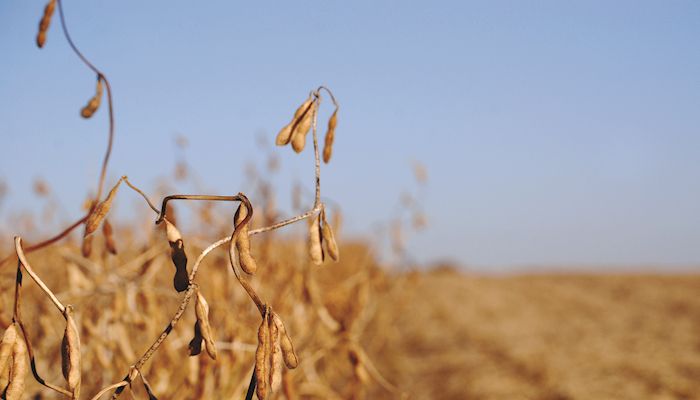 Soybean Strategy - Nov. 13, 2019