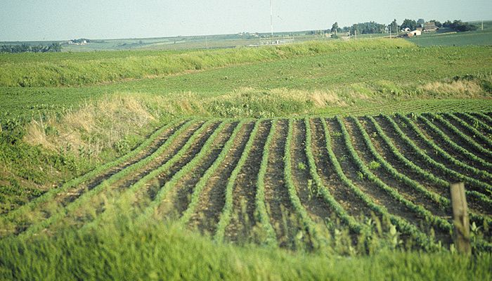 Young corn on terrace