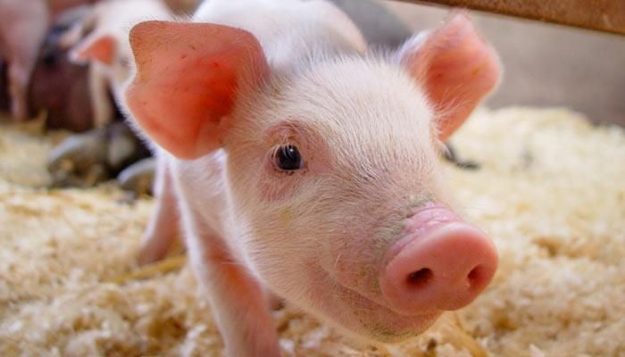 U.S. Pork sales could reduce trade deficit with China