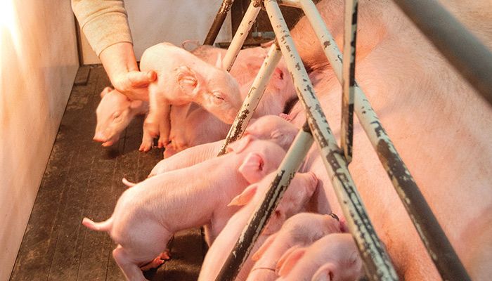 Sarah Rickelman, a Grundy County Farm Bureau member, checks newborn pigs as part of her work at a local farrow-to-finish farm. 