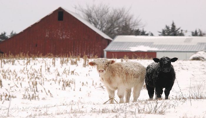 Winter cattle