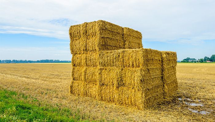 Hay