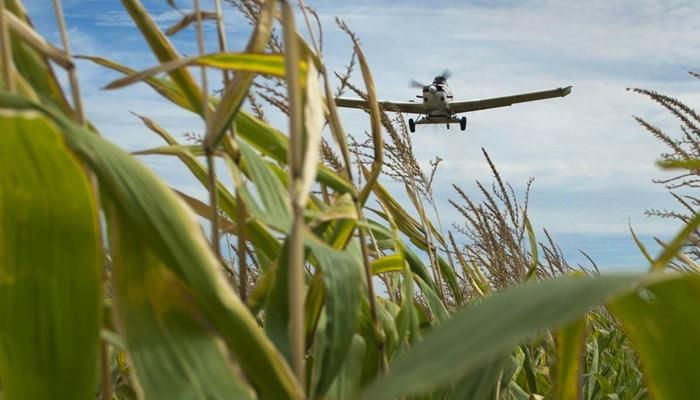 crops