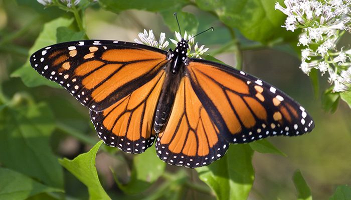 Building monarch habitat