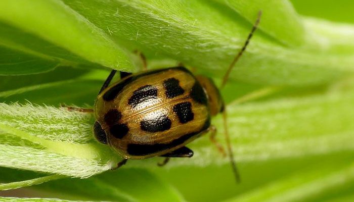 bean leaf beetle