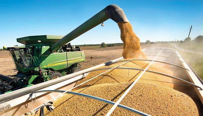 Soybean Harvest