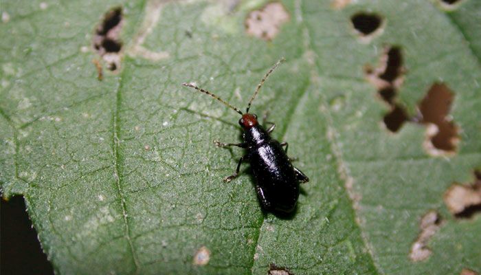 Red headed flea beetle