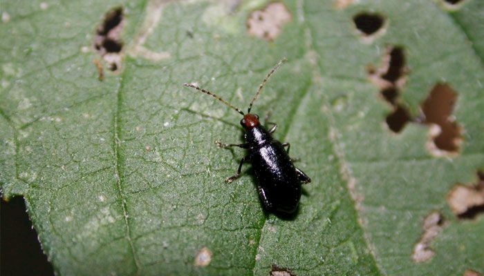 Red headed flea beetle