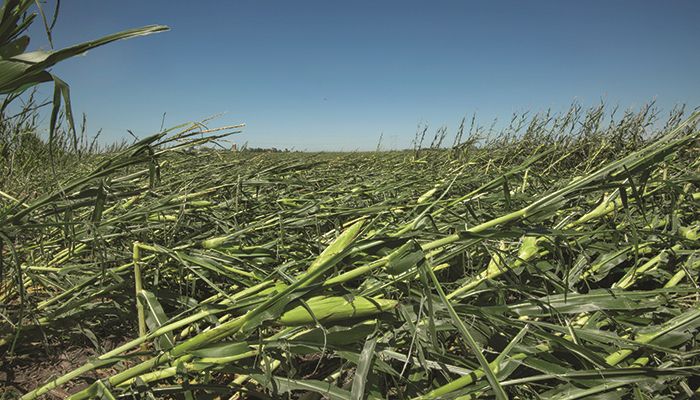 Corn flattened by derecho