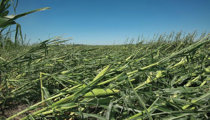 flattened corn