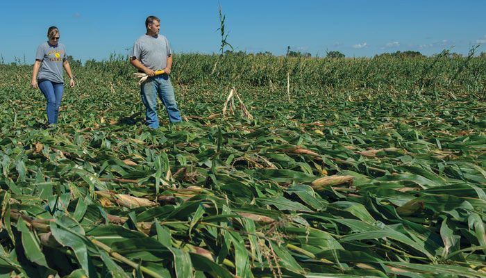 derecho damage 