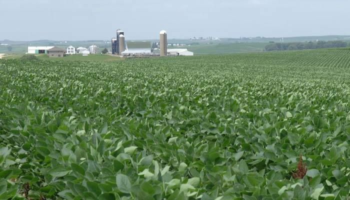 Soybean reserve set to shrink 
