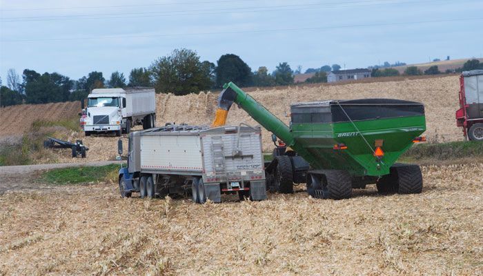 Jeff Westrum Corn Harvest