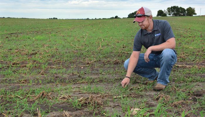 Cover crops