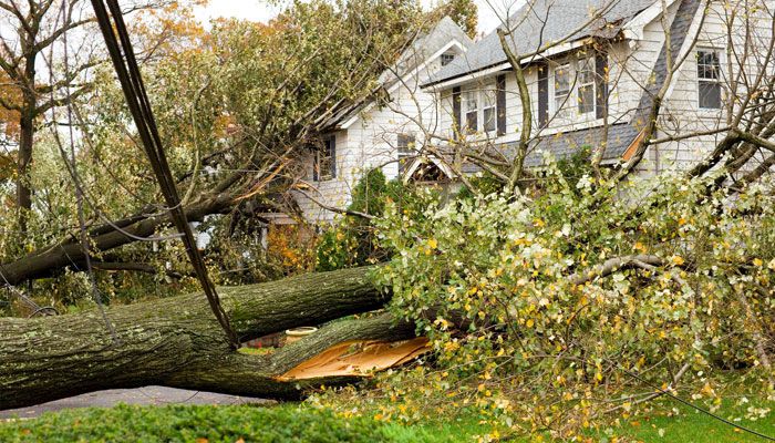 fallen tree