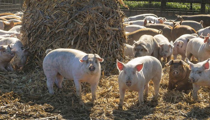 Nilman Ranch Pigs