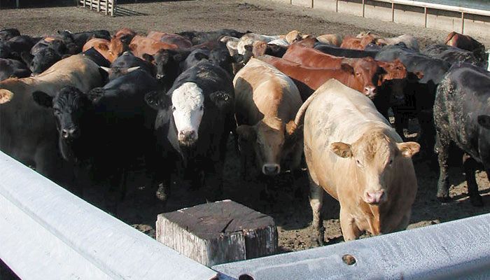 cattle feed lot