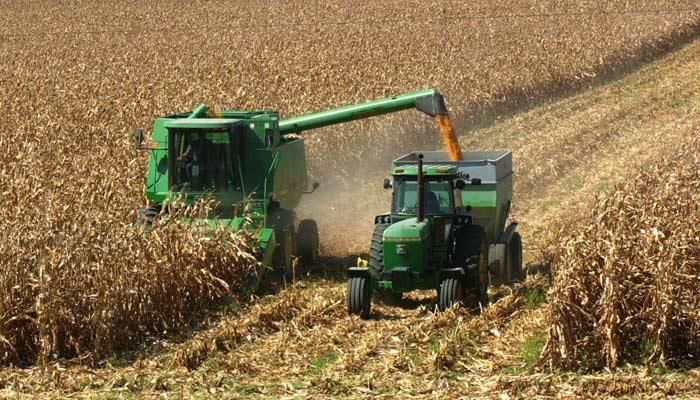 corn harvest