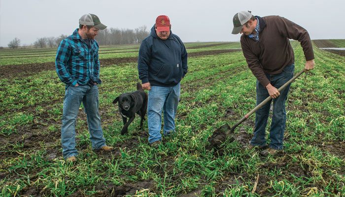 Cover crops