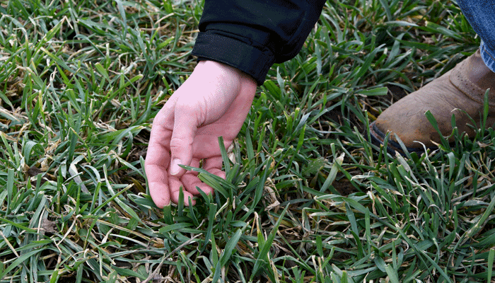 cover crops