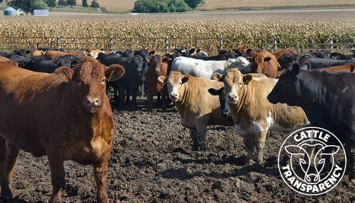 cattle feedlot