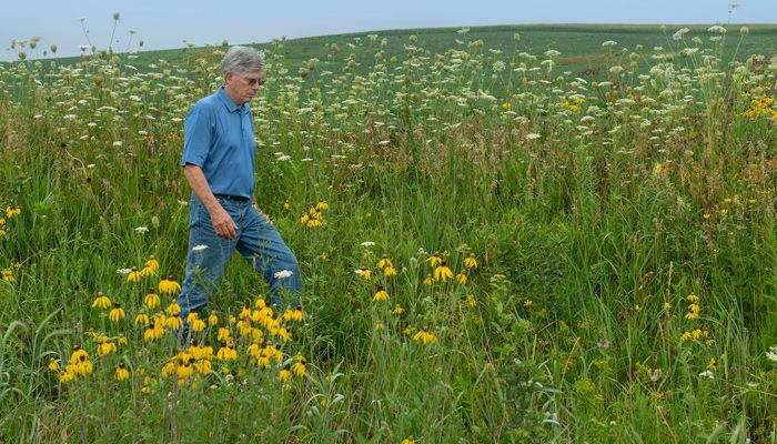 wild flowers