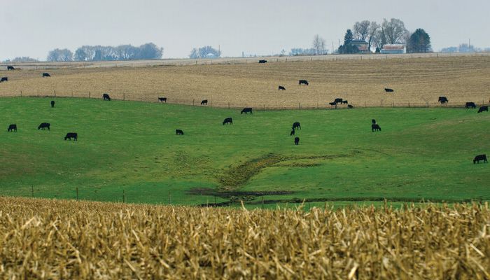 grazing cattle