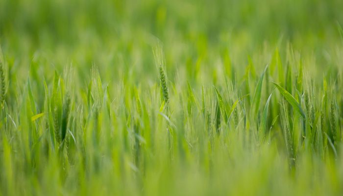 what field