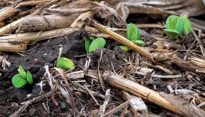 soybean emergence